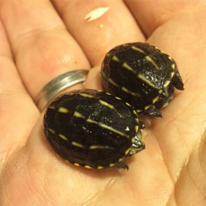 Dreistreifen Klappschildkröte - Kinosternon baurii