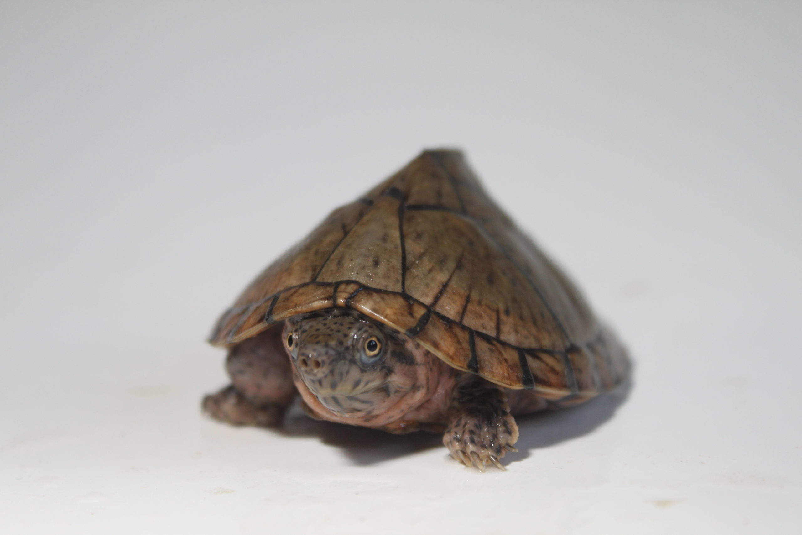 Dachmoschusschildkröte -Sternotherus carinatus